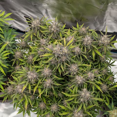 Sunset Sherbert Auto #2 growlog timeline photo