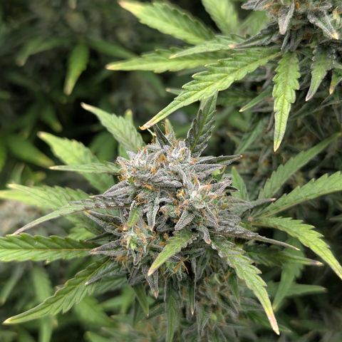 Sunset Sherbert Auto #2 growlog timeline photo