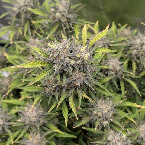 Sunset Sherbert Auto #2 growlog timeline photo