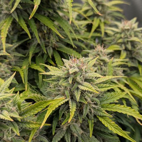Sunset Sherbert Auto #1 growlog timeline photo