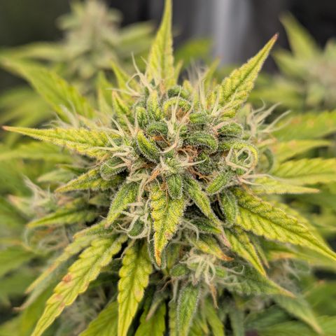 Sunset Sherbert Auto #1 growlog timeline photo