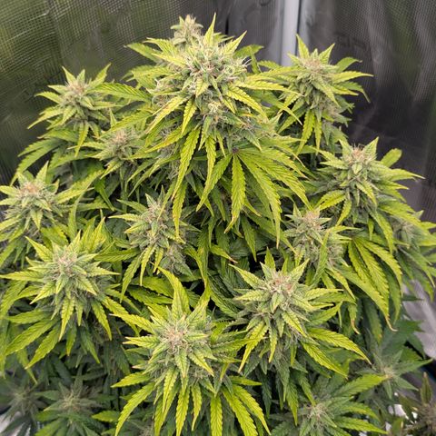 Sunset Sherbert Auto #1 growlog timeline photo