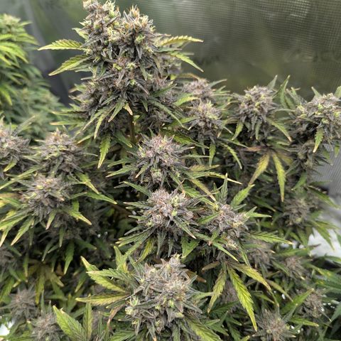 Sunset Sherbert Auto #2 growlog timeline photo