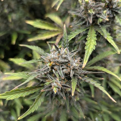 Sunset Sherbert Auto #2 growlog timeline photo