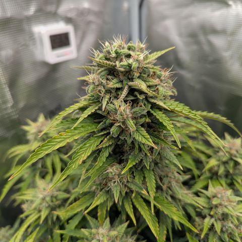 Sunset Sherbert Auto #1 growlog timeline photo