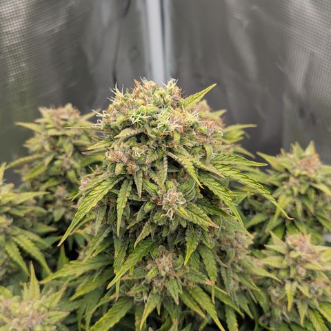 Sunset Sherbert Auto #1 growlog timeline photo