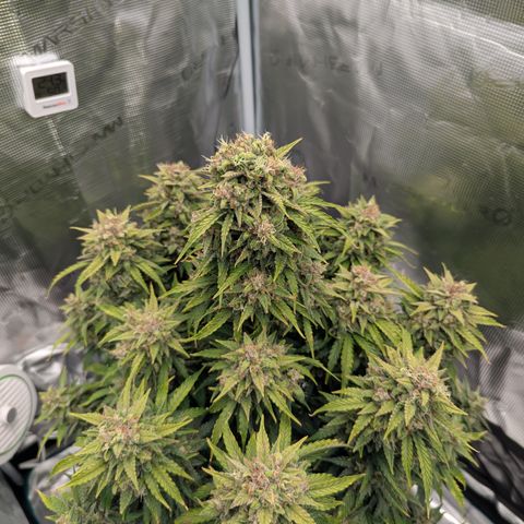 Sunset Sherbert Auto #1 growlog timeline photo