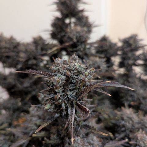 Sunset Sherbert Auto #2 growlog timeline photo