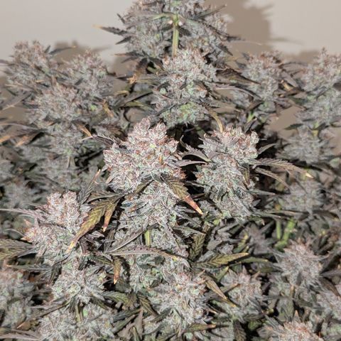 Sunset Sherbert Auto #2 growlog timeline photo