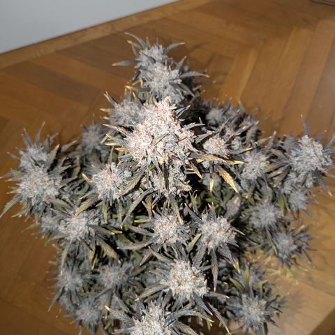 Sunset Sherbert Auto #2 growlog timeline photo
