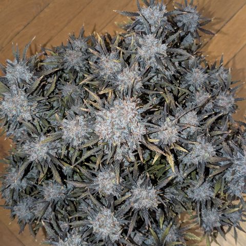 Sunset Sherbert Auto #2 growlog timeline photo