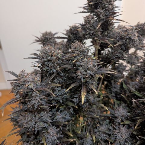 Sunset Sherbert Auto #2 growlog timeline photo