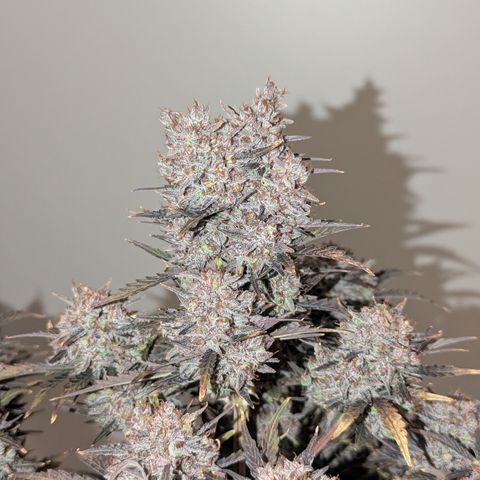 Sunset Sherbert Auto #2 growlog timeline photo