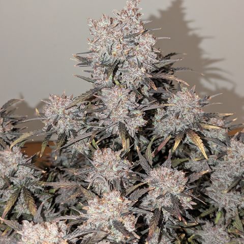 Sunset Sherbert Auto #2 growlog timeline photo