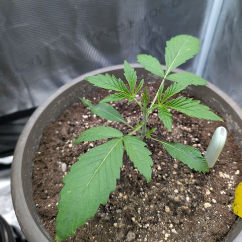 Grape Walker Kush  growlog timeline photo