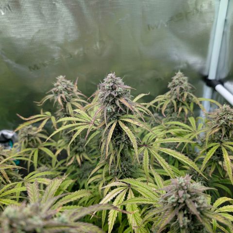 Grape Walker Kush  growlog timeline photo
