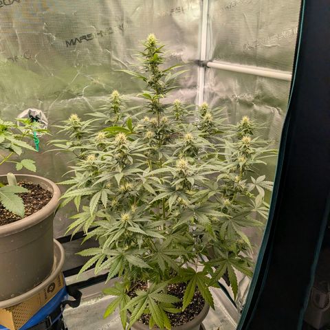 Wedding Doves growlog timeline photo