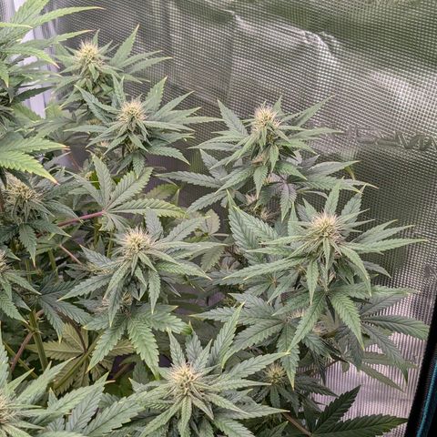 Wedding Doves growlog timeline photo