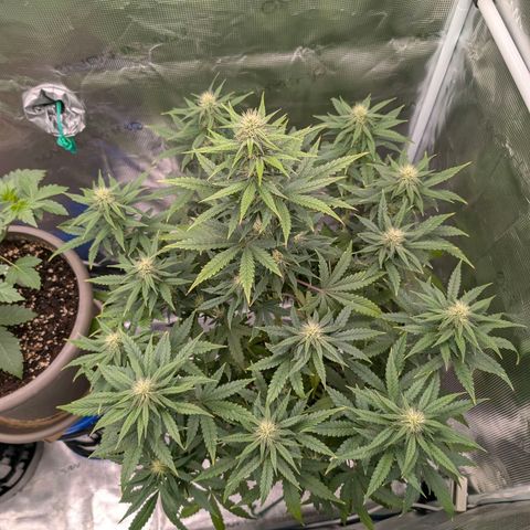 Wedding Doves growlog timeline photo