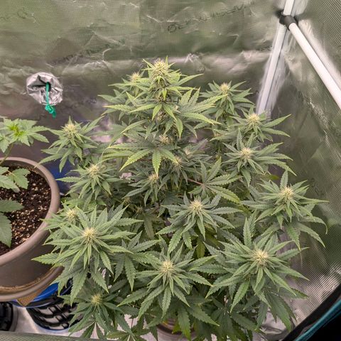 Wedding Doves growlog timeline photo