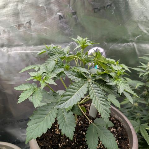 RainbO'z growlog timeline photo