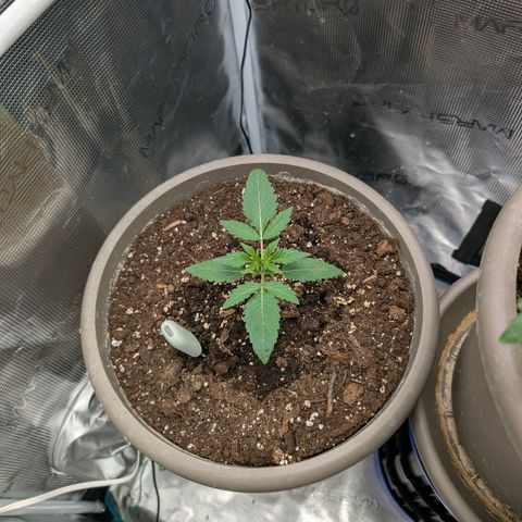 Unicorn Drip growlog timeline photo