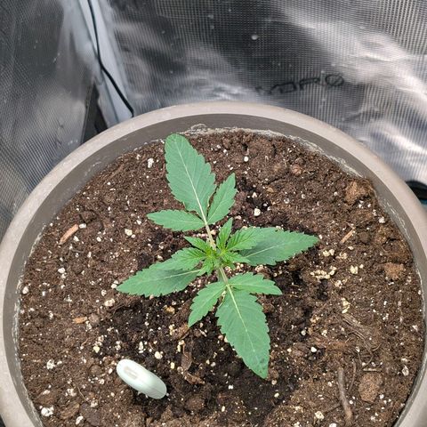 Unicorn Drip growlog timeline photo