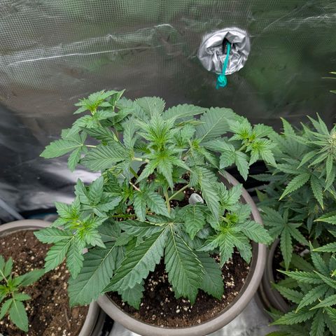 RainbO'z growlog timeline photo