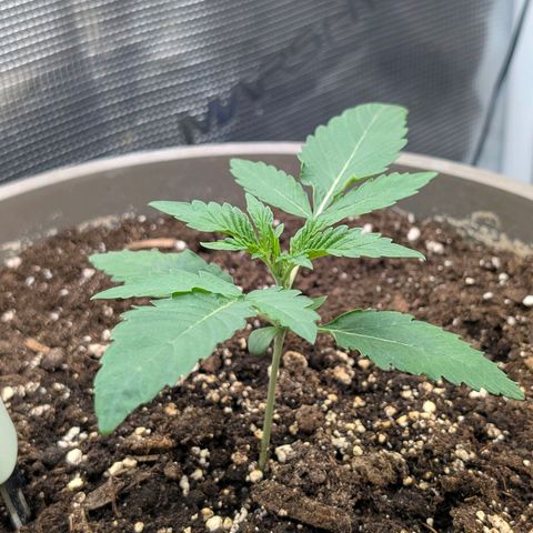 Unicorn Drip growlog timeline photo