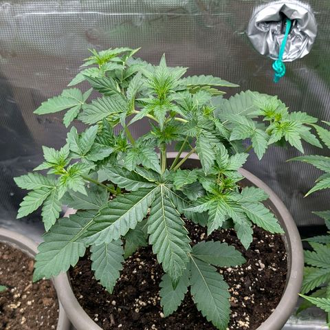 RainbO'z growlog timeline photo