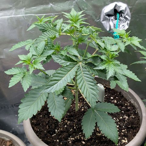 RainbO'z growlog timeline photo