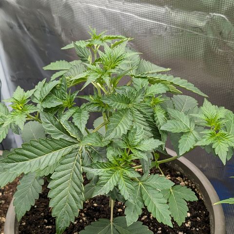 RainbO'z growlog timeline photo