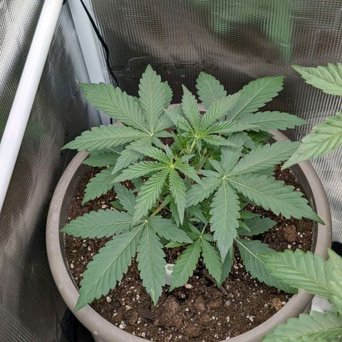 Unicorn Drip growlog timeline photo
