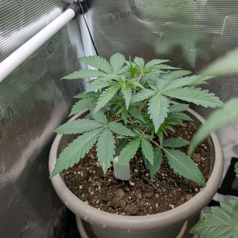 Unicorn Drip growlog timeline photo