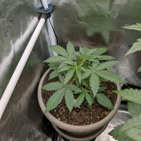 Unicorn Drip growlog timeline photo