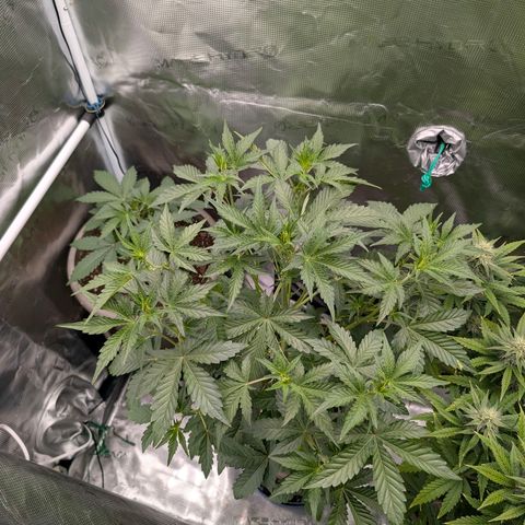 RainbO'z growlog timeline photo