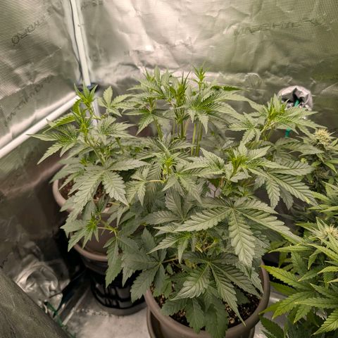 RainbO'z growlog timeline photo