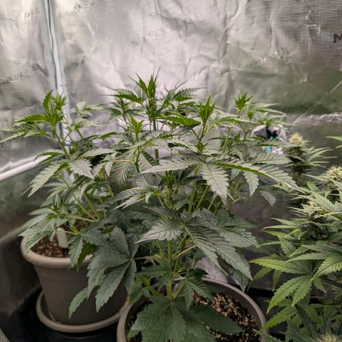 RainbO'z growlog timeline photo