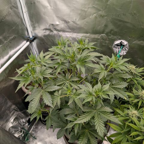 RainbO'z growlog timeline photo