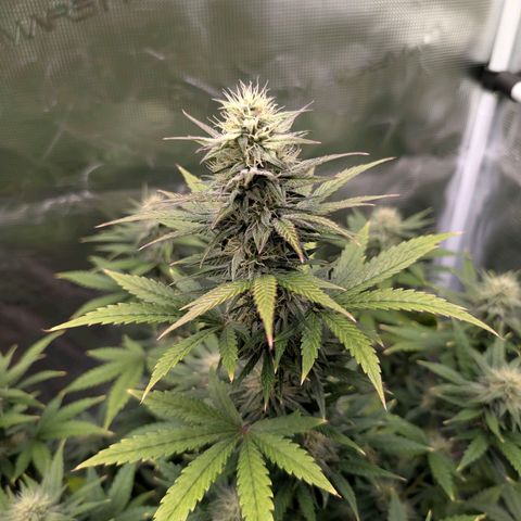 Wedding Doves growlog timeline photo