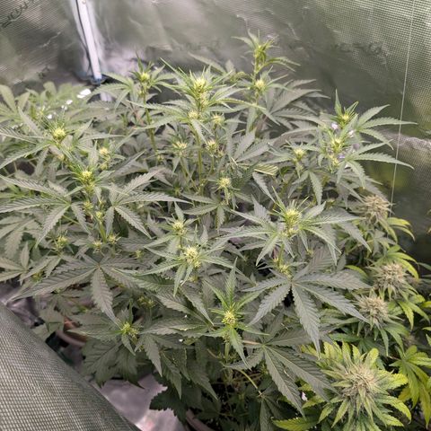 RainbO'z growlog timeline photo