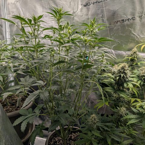RainbO'z growlog timeline photo