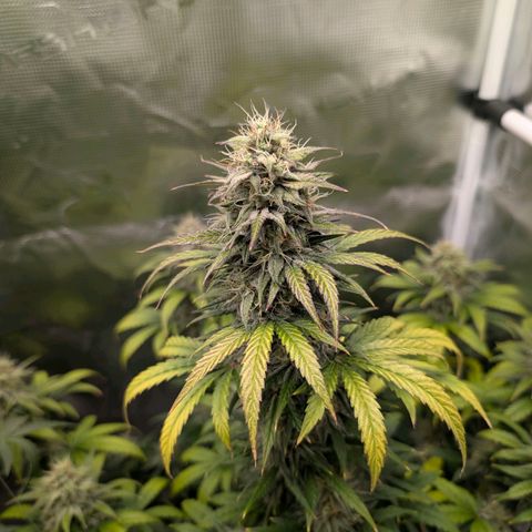 Wedding Doves growlog timeline photo