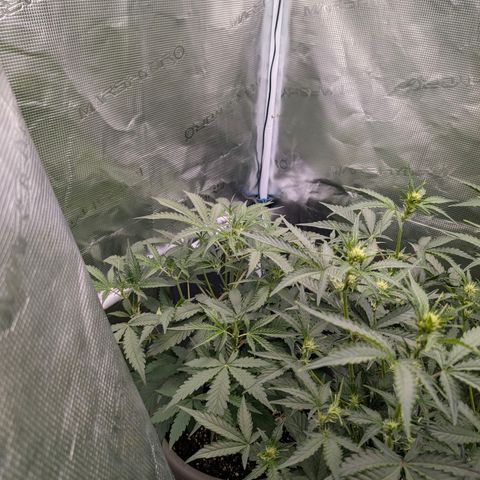 Unicorn Drip growlog timeline photo
