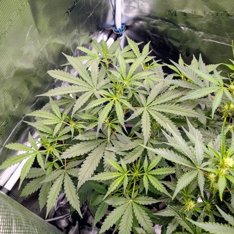 Unicorn Drip growlog timeline photo