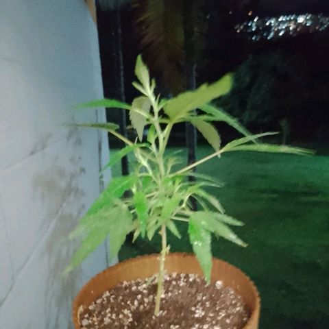 Wonder Pie 1er cultivo growlog timeline photo