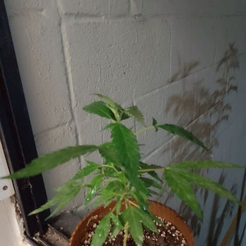 Wonder Pie 1er cultivo growlog timeline photo