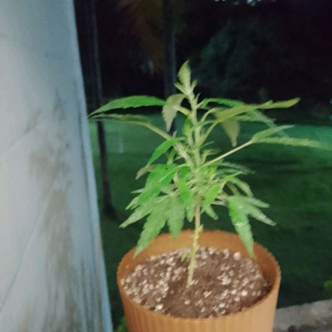 Wonder Pie 1er cultivo growlog timeline photo