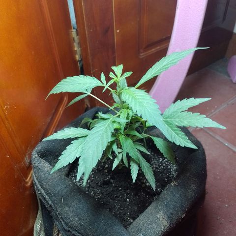 Wonder Pie 1er cultivo growlog timeline photo