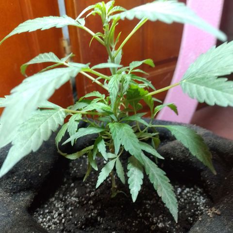 Wonder Pie 1er cultivo growlog timeline photo